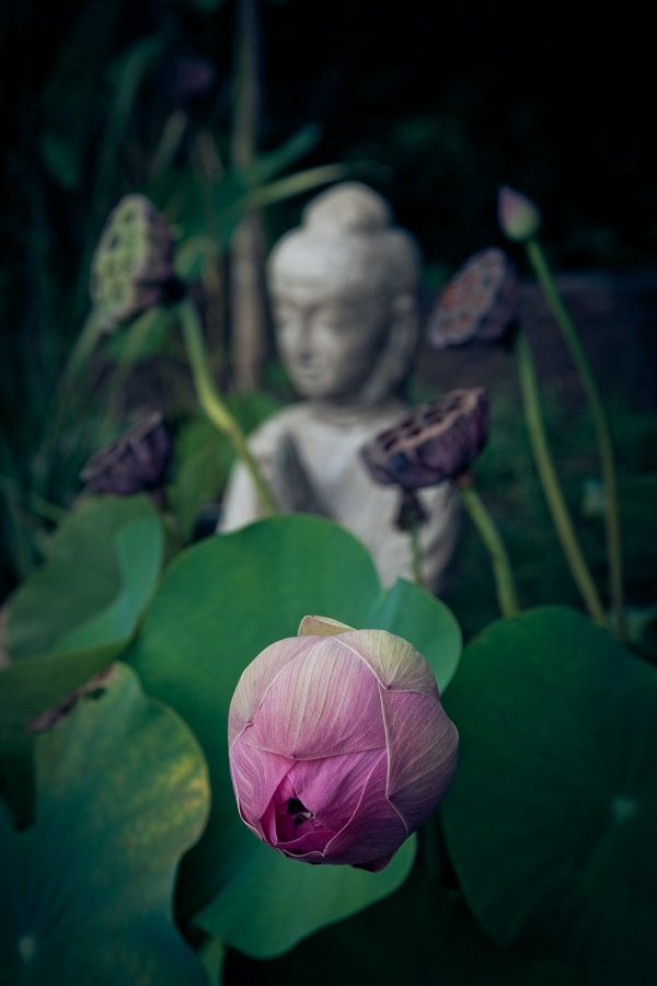 ambiance zen bouddha et fleur de lotus