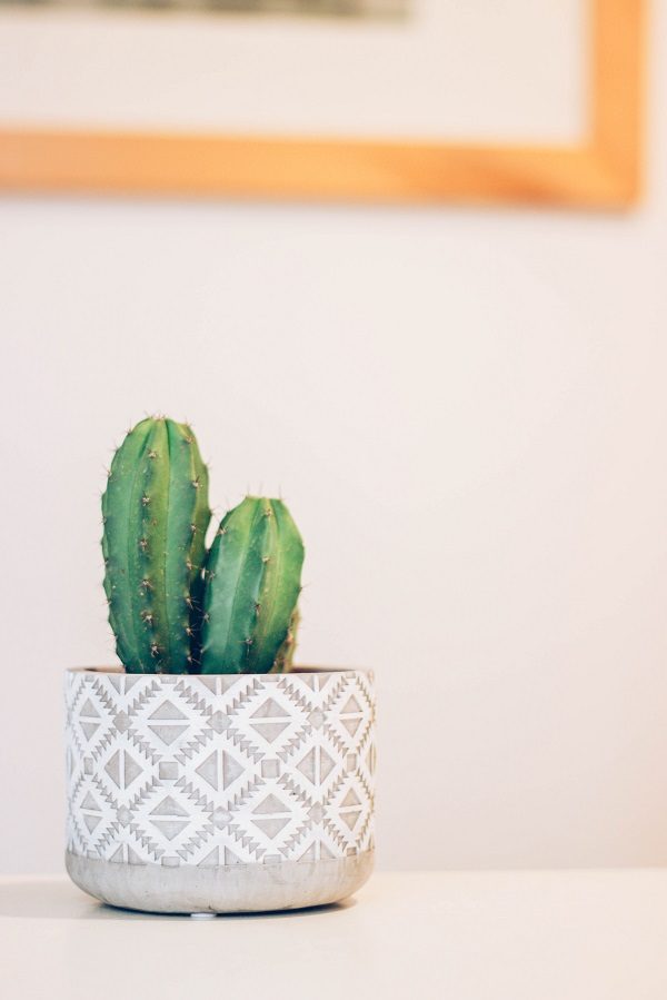 comment prendre soin d un petit cactus