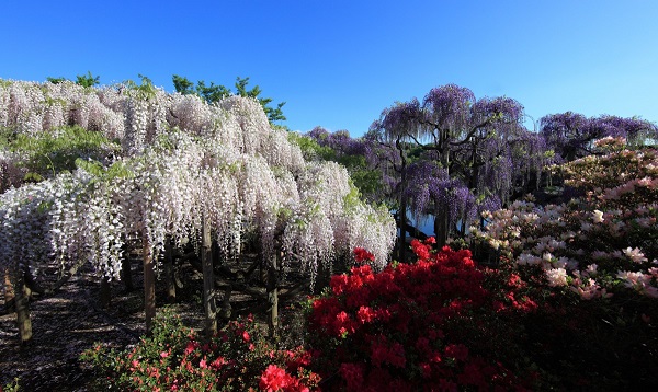 arbre japonais glycine fleurs blanches ou violettes