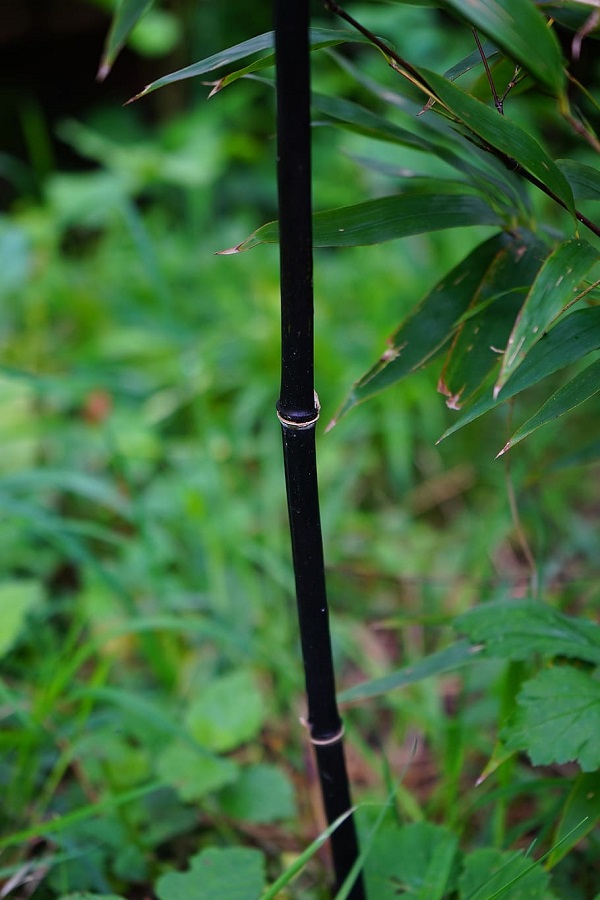 bambou noir japonais