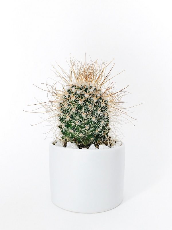 comment prendre soin d un cactus miniature