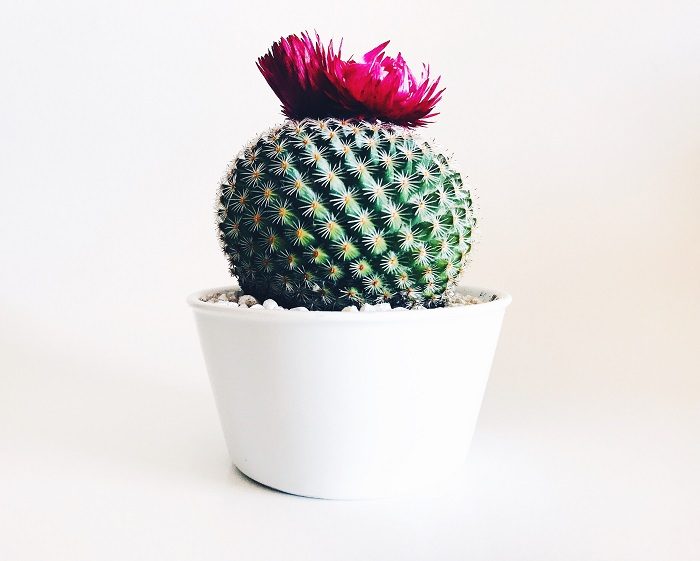 mini cactus entretien
