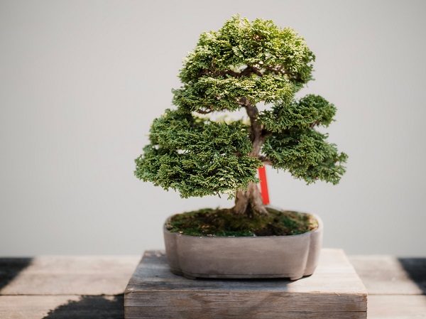plante pour jardin japonais miniature
