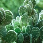 comment planter un cactus à oreille de mickey