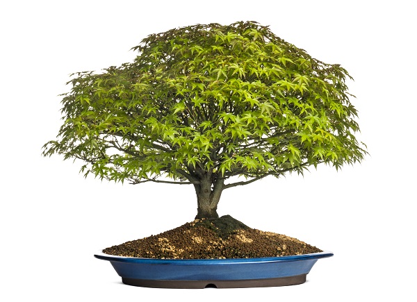 bonsai erable du japon entretien arrosage rempotage