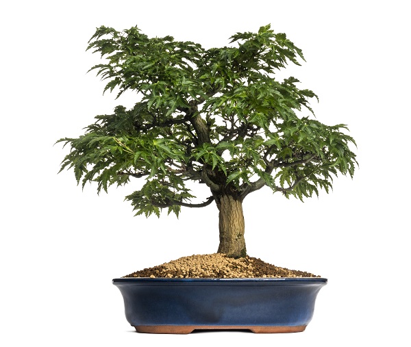 bonsai erable du japon fertilisation et engrais