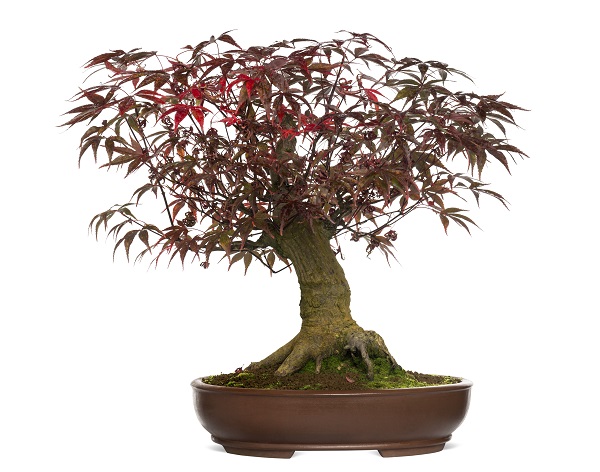 rempoter un bonsai erable du japon