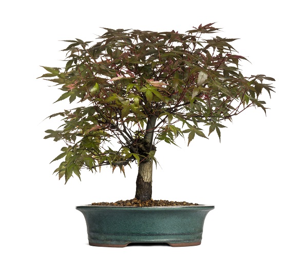 varietes bonsai erable japonais acer palmatum