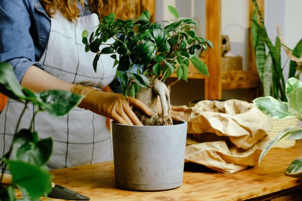 comment rempoter un bonsai carmona