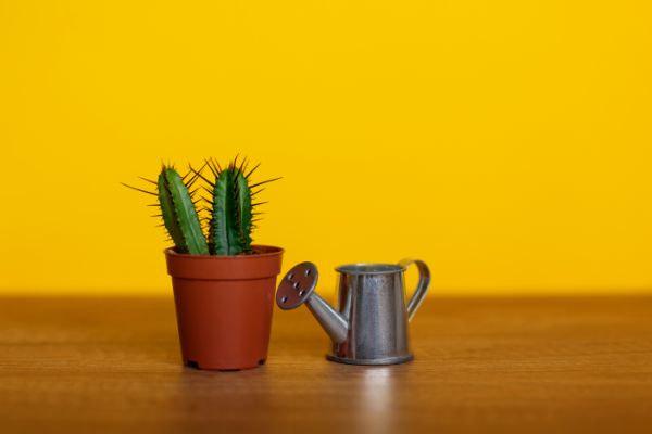 comment savoir si un cactus a besoin d etre arrose