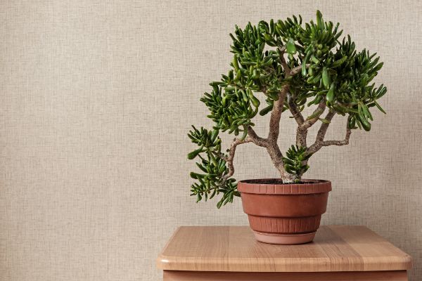 comment bien entretenir un bonsai dinterieur