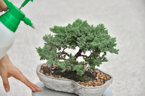 comment savoir si un bonsai a besoin deau