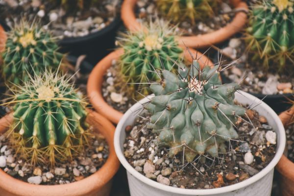 comment soigner un cactus qui pourrit