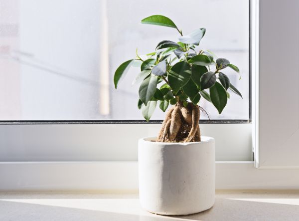 comment s occuper d un bonsai