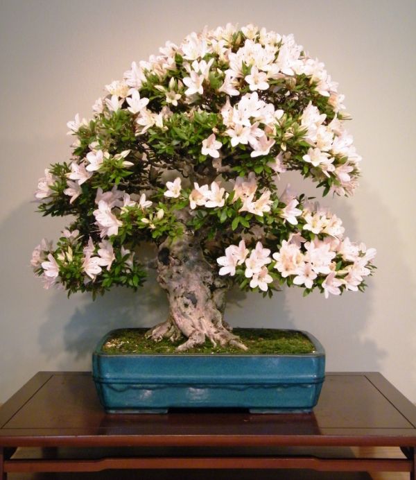 azalee de satsuki bonsai pour exterieur