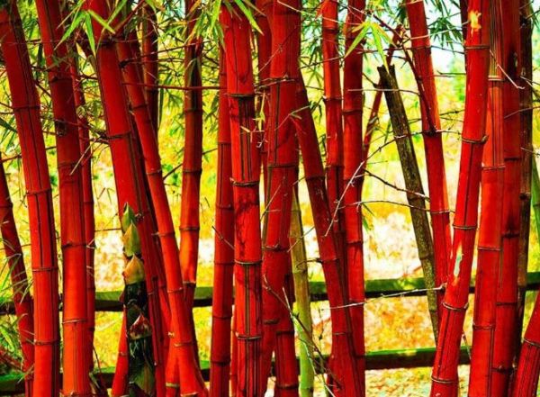 bambou fargesia red panda jardin zen