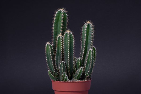 cereus peruvianus cactus interieur