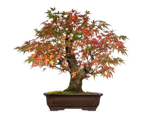 erable du japon bonsai pour jardin