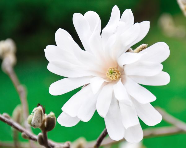magnolia kobus stellata jardin zen