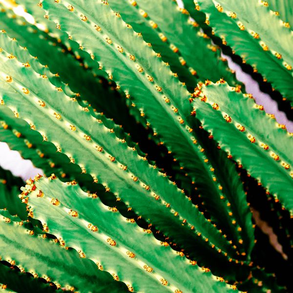 pachycereus marginatus cactus d interieur