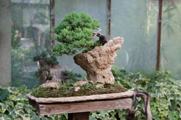 bonsai juniperus chinensis genevrier de chine exterieur