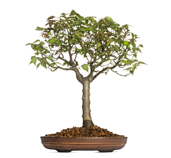 bonsai exterieur zelkova serrata