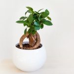 bonsaï ficus plantation arrosage taille et entretien