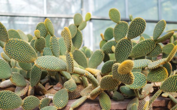 cactus opuntia plantation exterieure