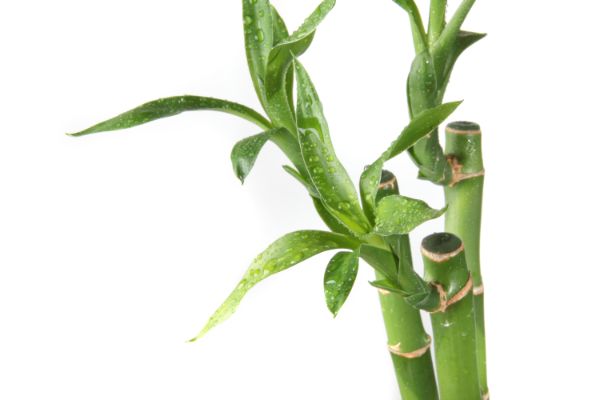 comment arroser les bambous