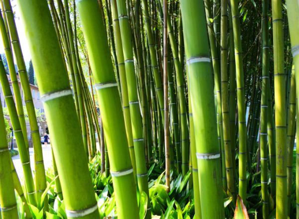 comment et où planter les bambous