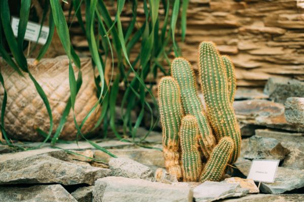 echinopsis cactus de montagne jardin