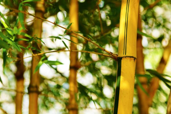 que planter a cote des bambous