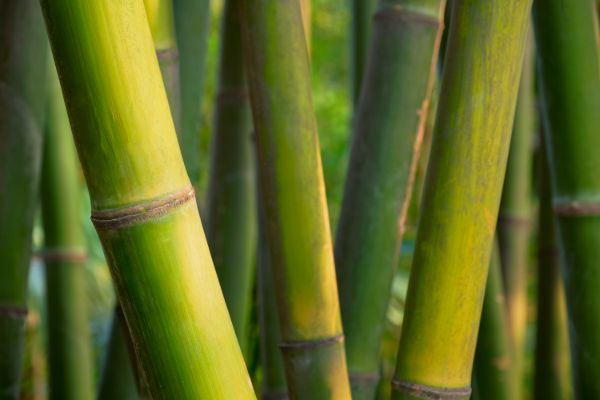 quelle exposition choisir pour la plantation du bambou