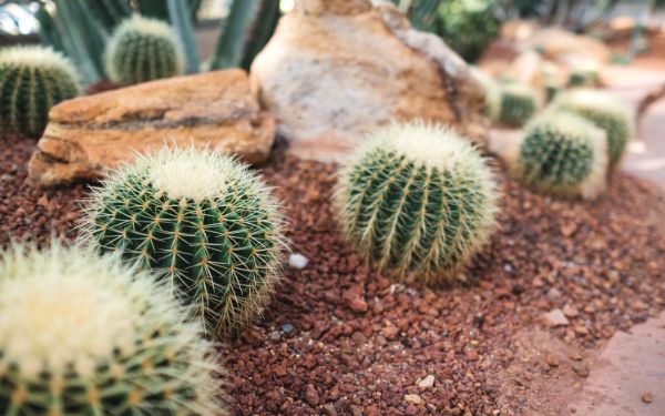 cactus a boule echinocactus a planter a l exterieur