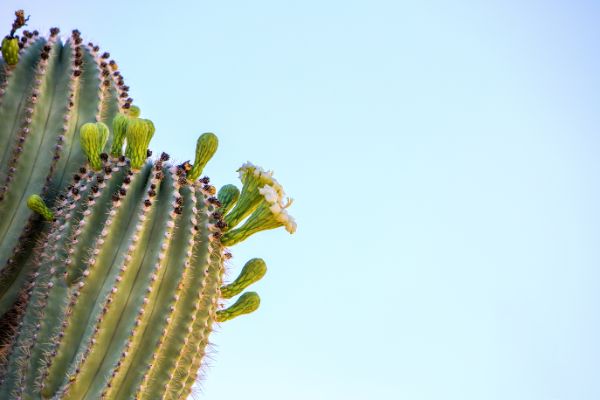 cactus exterieur carnegiea gigantea