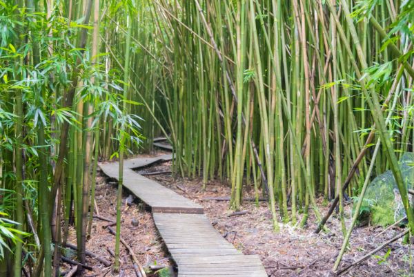 maladies et parasites du bambou