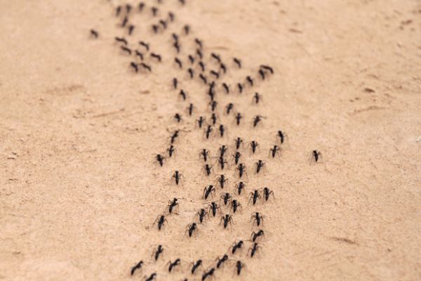 se debarrasser des nuisibles fourmis