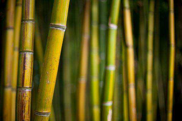 varietes de bambous a planter
